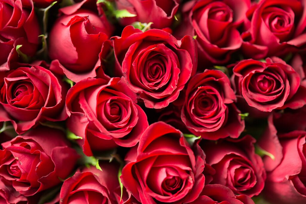 Rose Day Quotes in Gujarati 2024